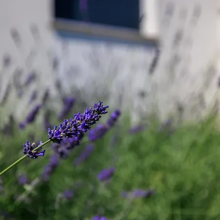 Adriatic Splash Lejlighed Dramalj