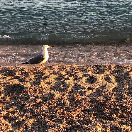 Adriatic Splash